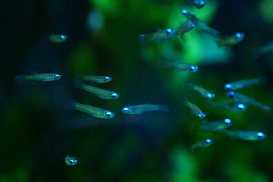 Lampeye Tetra - FreshWaterAquatica.com