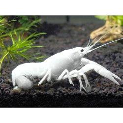 White Lobster - FreshWaterAquatica.com