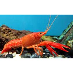 Orange Lobster - FreshWaterAquatica.com