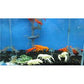 White Lobster - FreshWaterAquatica.com