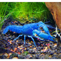 Blue Lobster - FreshWaterAquatica.com