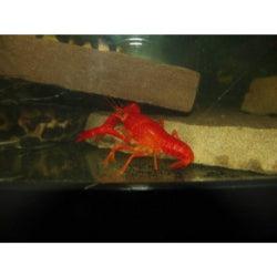 Red Lobster - FreshWaterAquatica.com