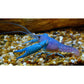 Blue Lobster - FreshWaterAquatica.com
