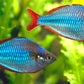Neon rainbowfish - FreshWaterAquatica.com