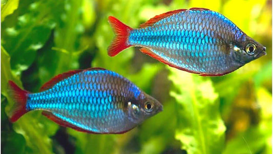 Neon rainbowfish - FreshWaterAquatica.com