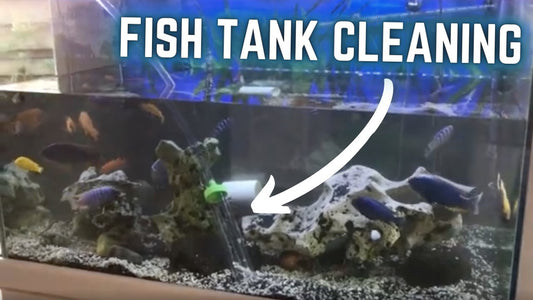 AQUARIUM CLEANING SERVICES for Cichlid Tank - FreshWaterAquatica.com