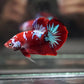 HMPK Betta - FreshWaterAquatica.com