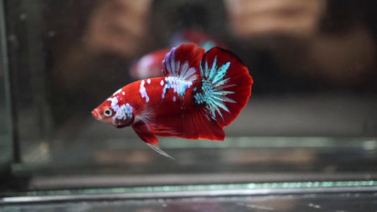 HMPK Betta - FreshWaterAquatica.com