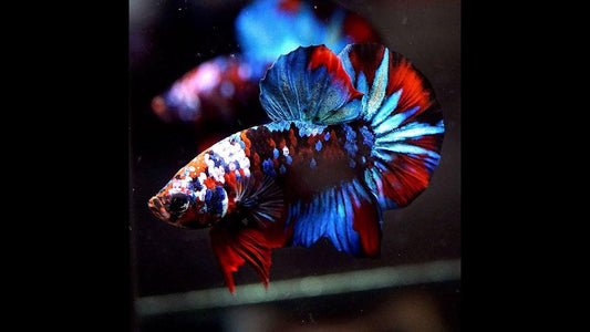 HMPK Betta - FreshWaterAquatica.com