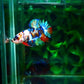 HMPK Betta - FreshWaterAquatica.com