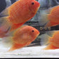 Red Severum  Dark edition