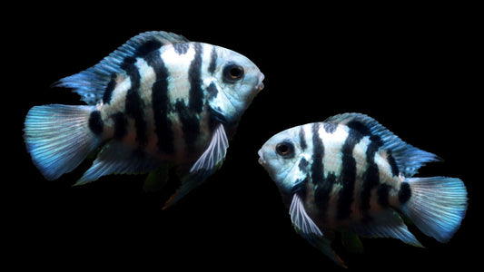 Polar Parrot cichlids