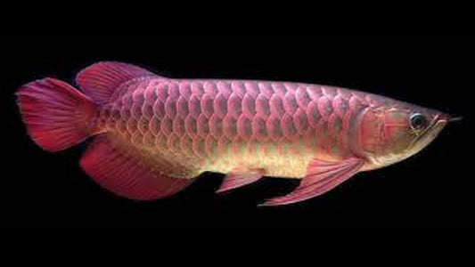 Banjara Red Arowana 9 inches