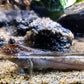 Mudskipper