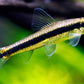 Siamesne Alage eater - FreshWaterAquatica.com