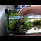 AQUARIUM CLEANING SERVICES for Planted tank - FreshWaterAquatica.com