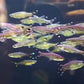 Scissortail rasbora Rasbora trilineata - FreshWaterAquatica.com