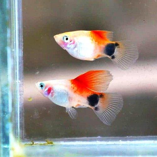 Micky Mouse Platy - FreshWaterAquatica.com