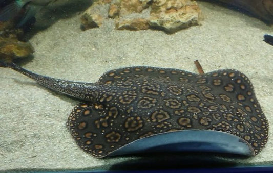 Motoro Stingray