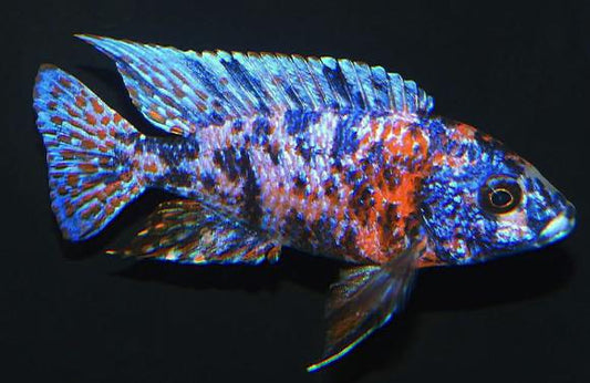 Blue  OB Peacock Cichlid - FreshWaterAquatica.com