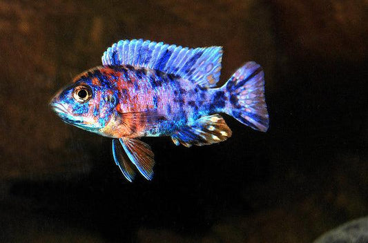 OB Peacock Blue Cichlid - FreshWaterAquatica.com