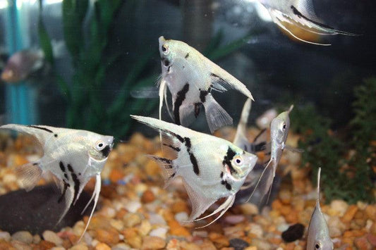 Panda Angel Fish - FreshWaterAquatica.com