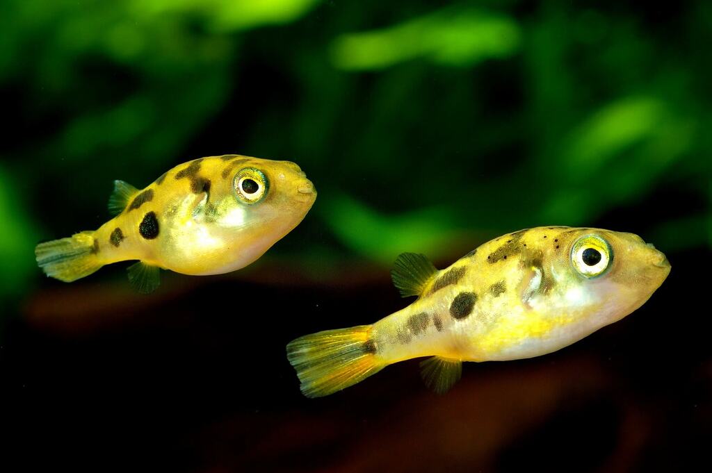 Pea Puffer drawf puffer FRESHWATERAQUATICA - Main Image