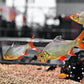 Tinfoil Barb 3 inch - FreshWaterAquatica.com