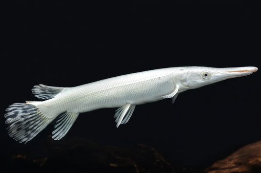 Snow White Gar