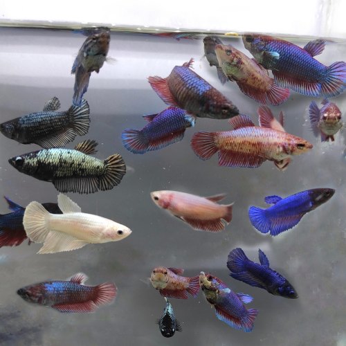 Mail order betta fish best sale