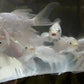 Milky White Koi Fish - FreshWaterAquatica.com