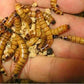 Live meal worms - FreshWaterAquatica.com