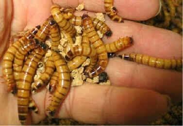 Live meal worms - FreshWaterAquatica.com