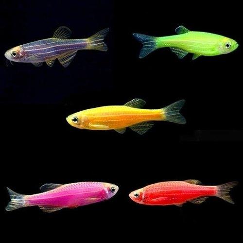 Zebra Danio Combo Pack of Mixed 10 Colors ( pack of 10 no's) - FreshWaterAquatica.com