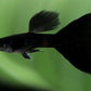 snake skin Guppy - FreshWaterAquatica.com