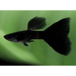 Black Guppy - FreshWaterAquatica.com