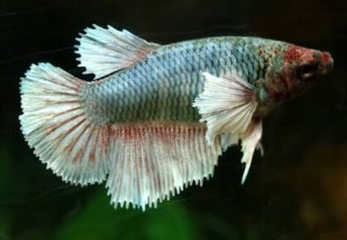 Big ear elephant Female Betta - FreshWaterAquatica.com