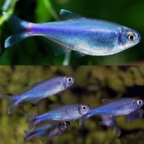 Cochu's blue tetra - FreshWaterAquatica.com