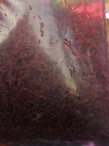 Live Blood worms FRESHWATERAQUATICA