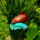 Female Betta - FreshWaterAquatica.com