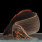 Red Fire EEL