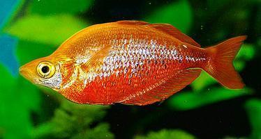 Red rainbowfish - FreshWaterAquatica.com