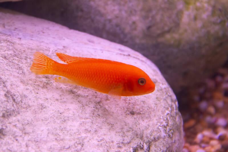 Red Zebra Cichlid - FreshWaterAquatica.com