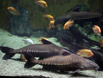 Shop Monster Fishes at FRESHWATERAQUATICA | FRESHWATERAQUATICA