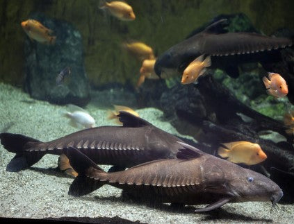 Ripsaw catfish