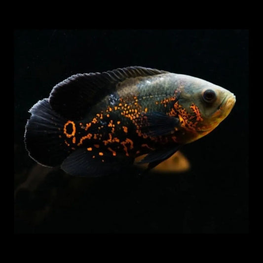 Oscar Cichlid ( Tiger  Oscar ) - FreshWaterAquatica.com