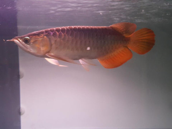 Rtg Fish RTG Arowana 8 inches | FRESHWATERAQUATICA