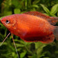Red Honey  Gourami - FreshWaterAquatica.com