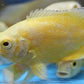 Lemon Oscar A+ Grade 2.7 to 2.9 inches