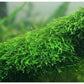 Java moss